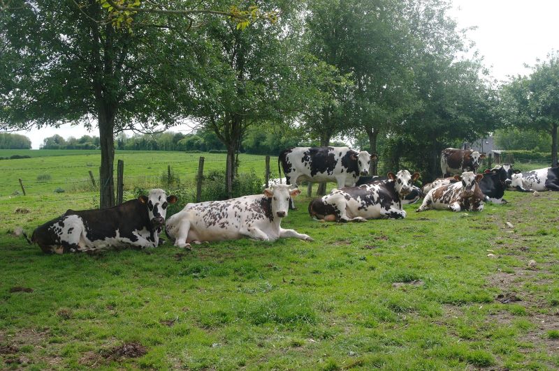 Visite de la ferme Nat'Lait
