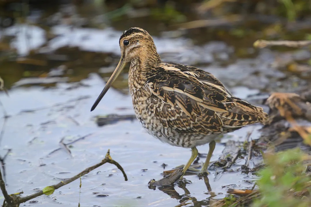 Des marais à découvrir