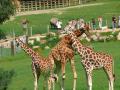 Girafes au parc Cerza près de Lisieux