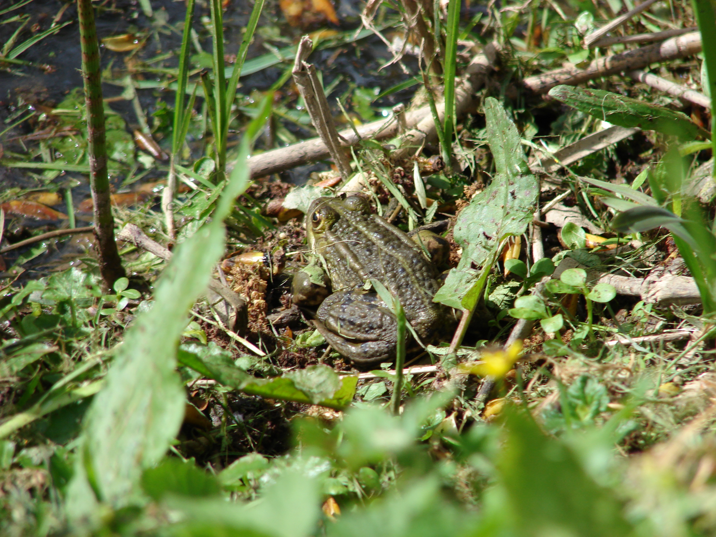 Atelier familles « Les rois du camouflage »