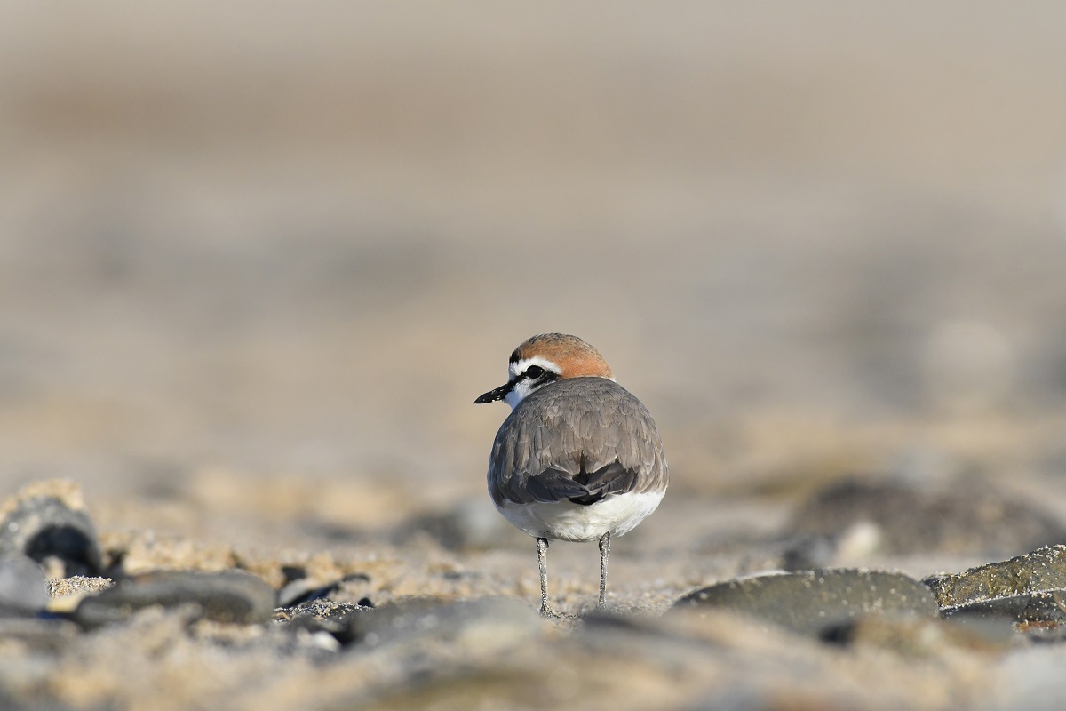Espèces discrètes et monde secret, photographies par André Gloux