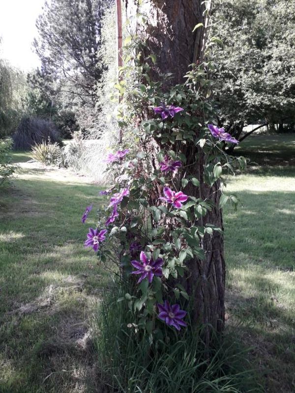 Clévacances H8456 > Le Clos de Sée, Juvigny les Vallées - photo 14