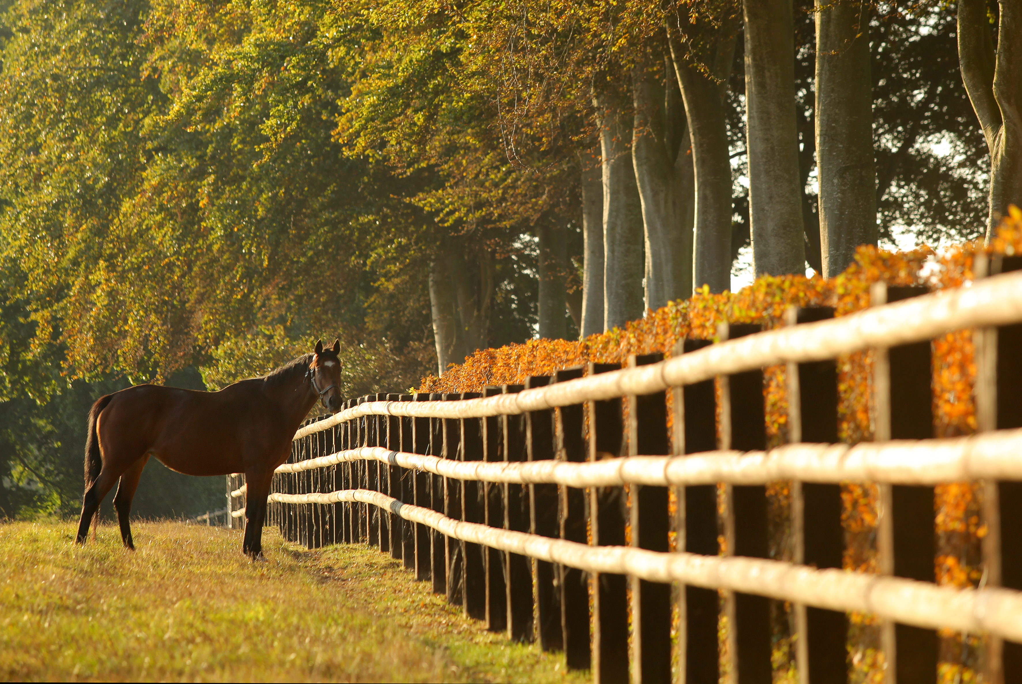 Balade en attelage "De la terre au pur-sang : balade au cœur de l’agriculture normande, au rythme des chevaux"