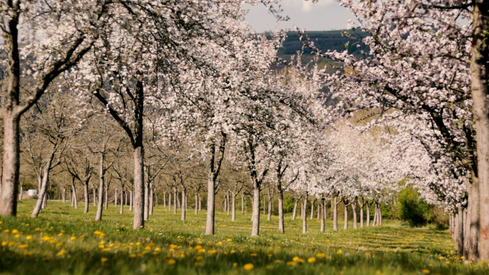 Cave de la Loterie - Cidrerie de la Suisse-Normande