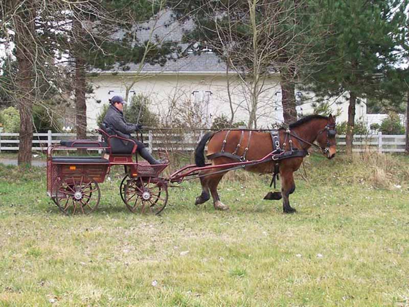 Calèches de la Bredaine, Montmartin-sur-Mer - photo 7