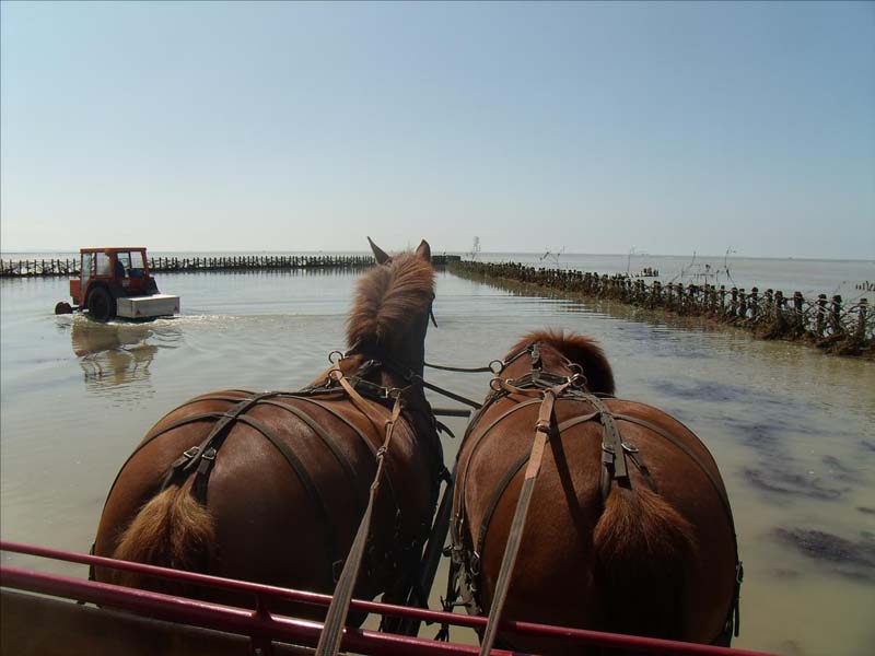 Calèches de la Bredaine