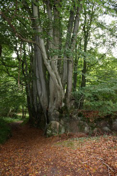 Promenade du CAUE Promenade "des mange-cailloux", Fermanville - photo 3