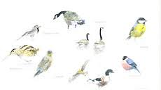 Initiation à l'aquarelle naturaliste