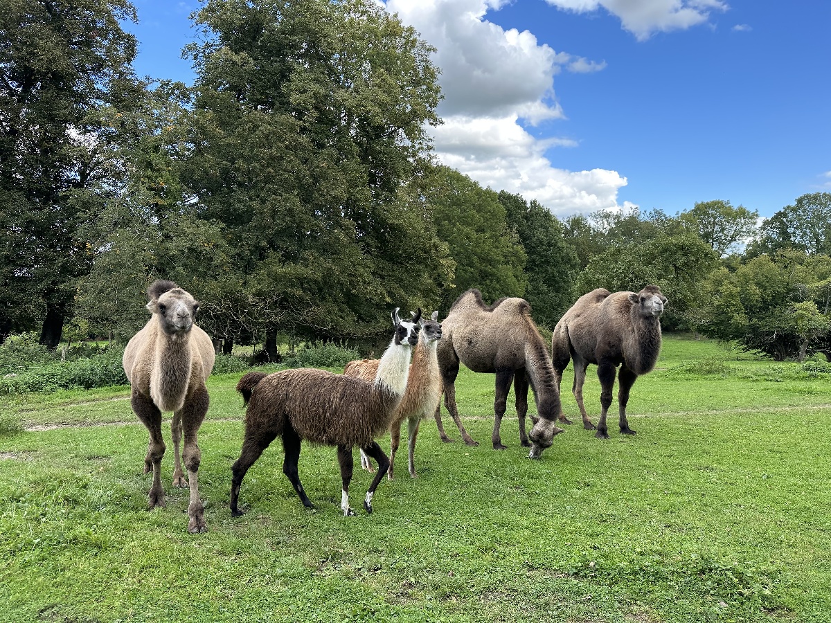 Le Parc du Yack Blanc, Les Monts d'Aunay - photo 4