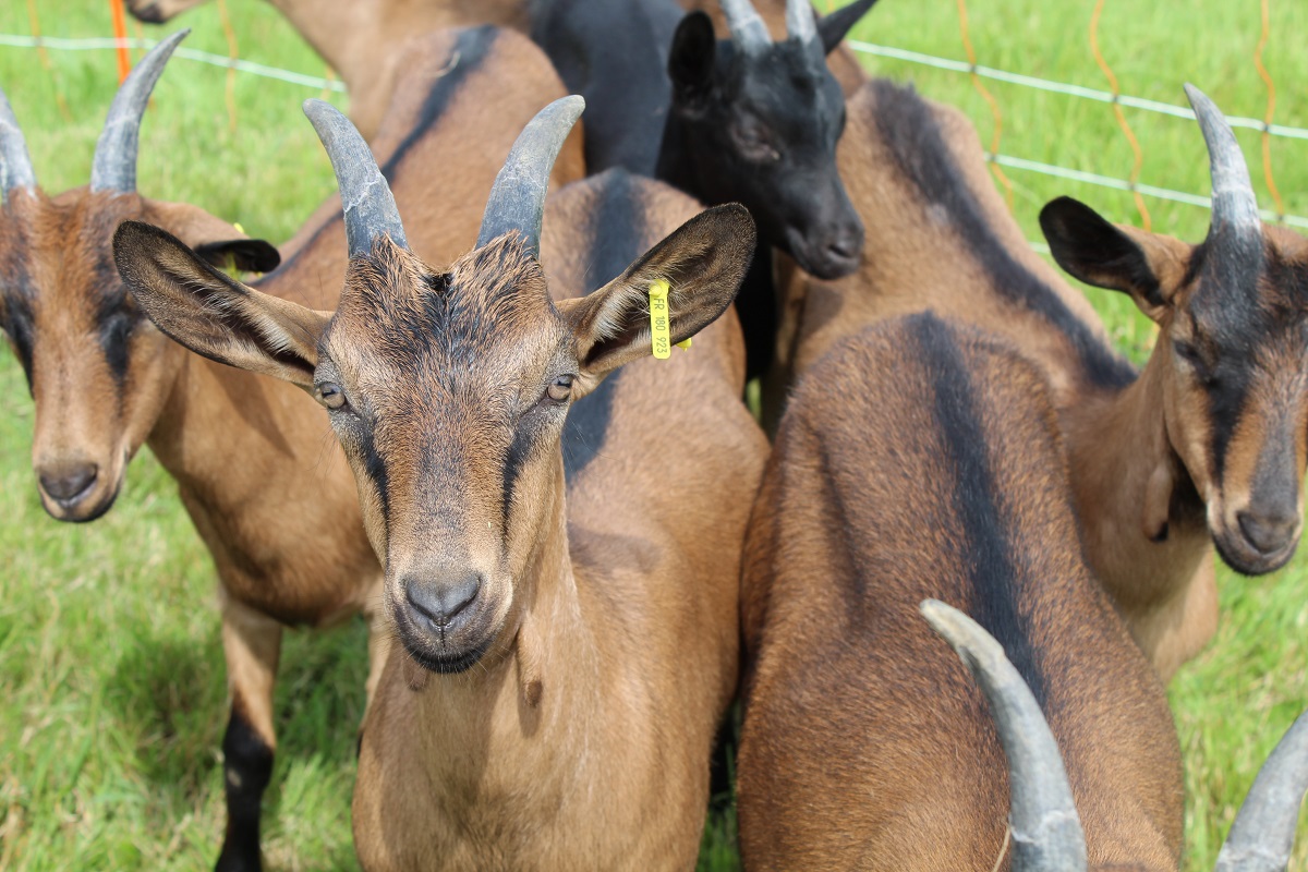 Meublé de tourisme > Gîte à la ferme Miléli