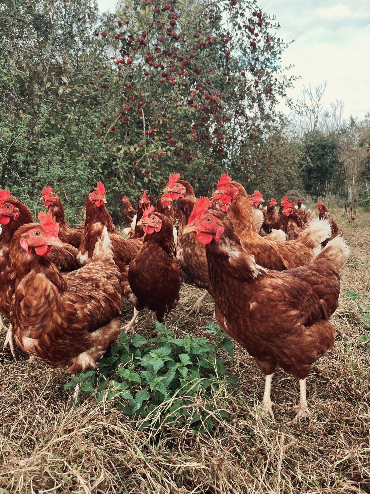 Atelier "Dans la tête d'une poule" — visuel événement