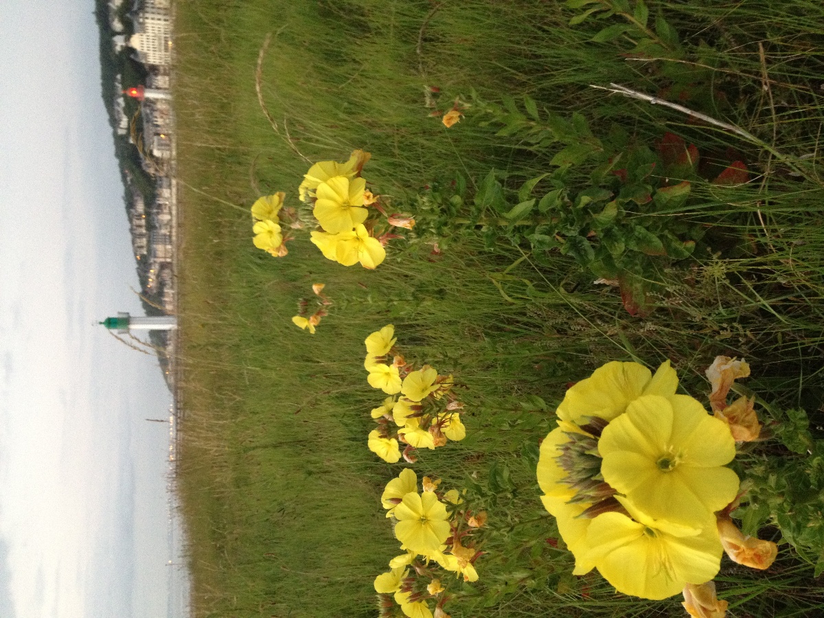 Studio Marin, Deauville - photo 10