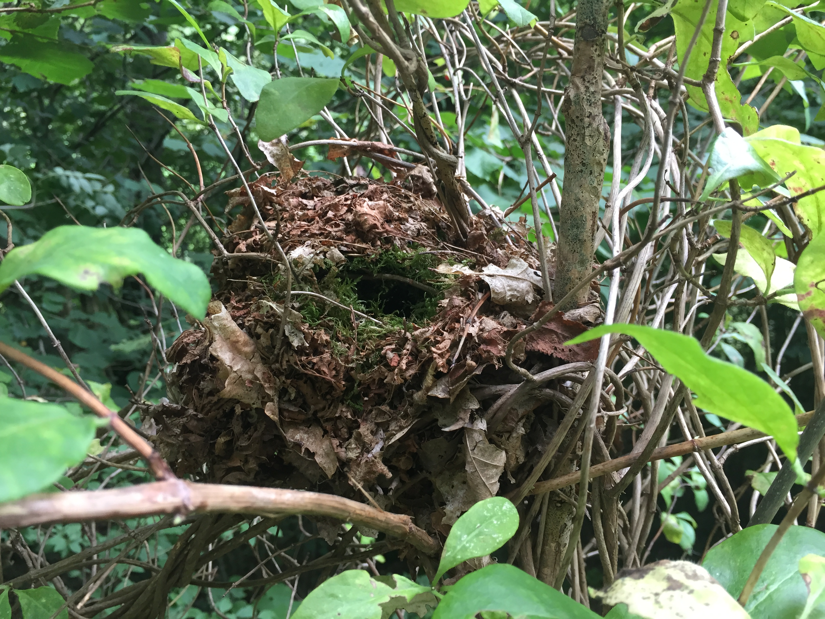 Balade sur la piste de l'écureuil - photo 2