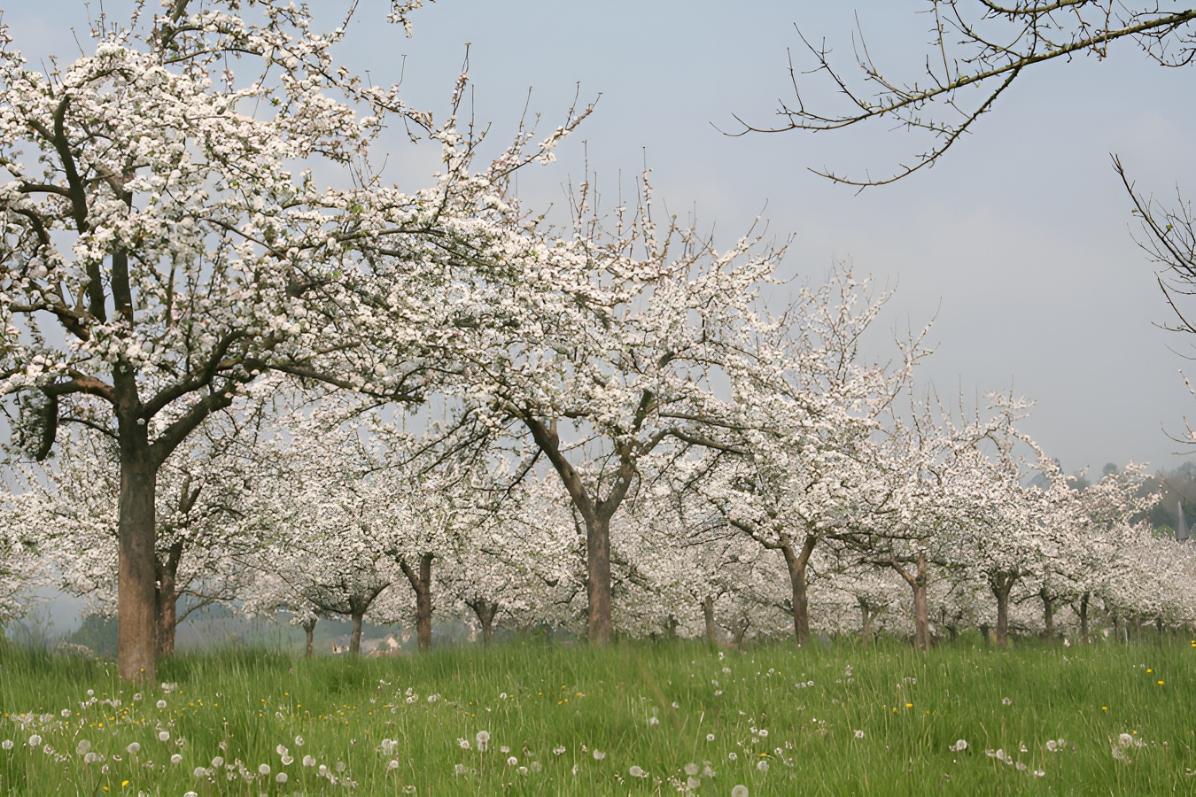 Calvados Pierre Huet, Cambremer - photo 13