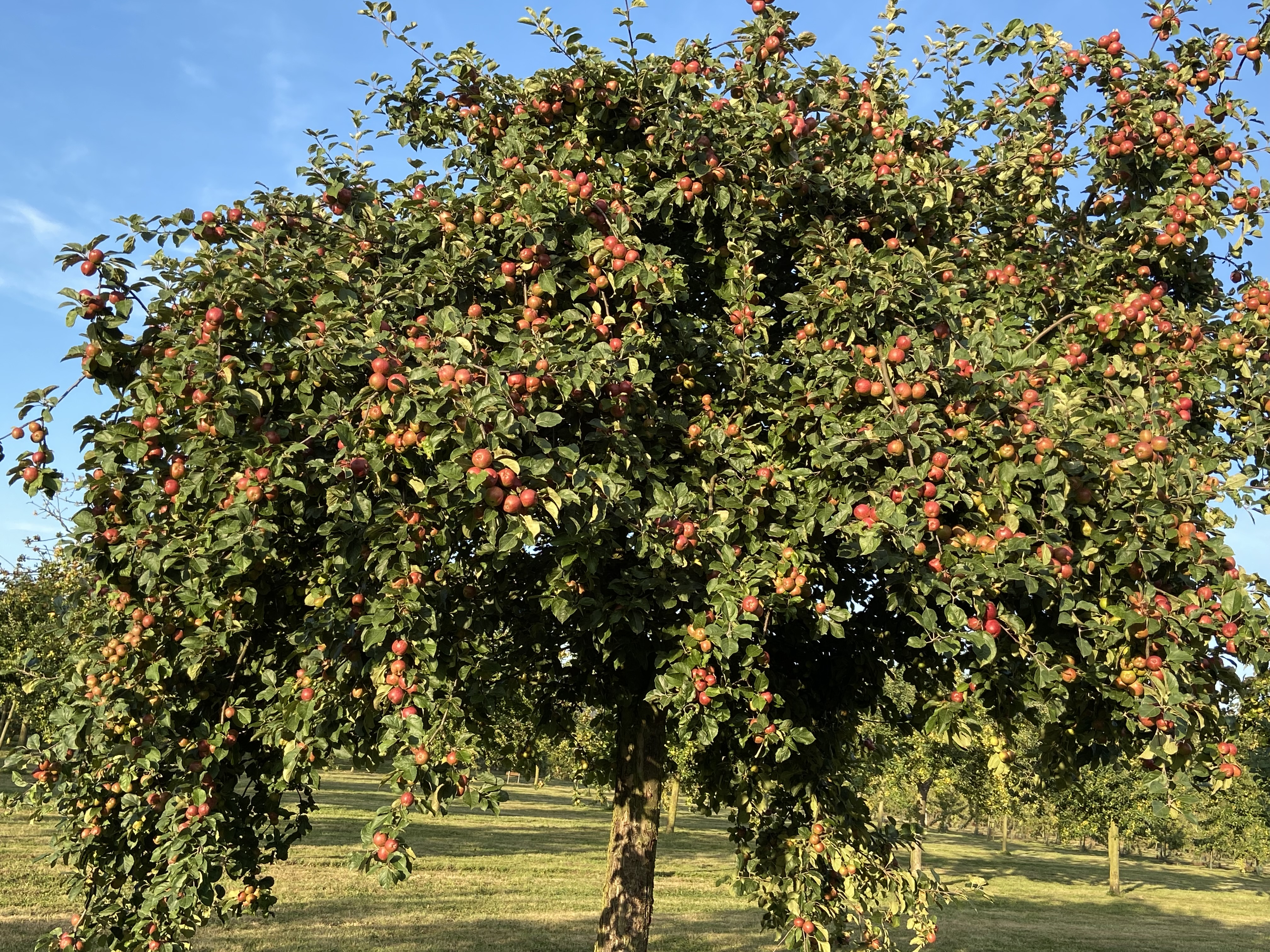Pomage, Tracy-sur-Mer - photo 6
