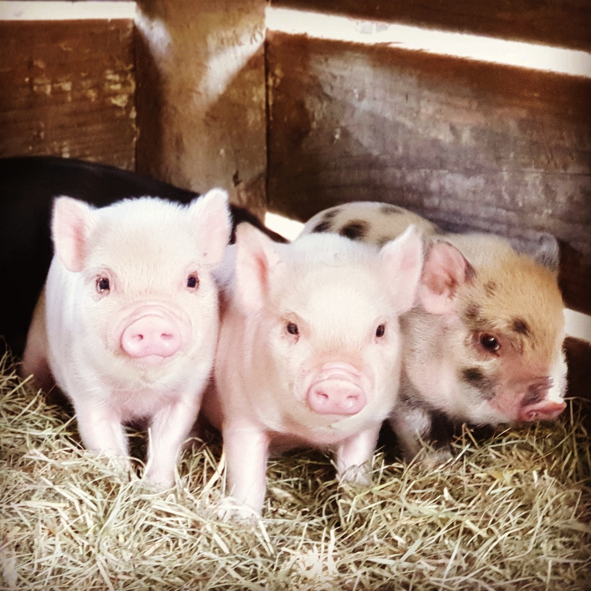 Ferme pédagogique de Ouézy, Ouézy - photo 7