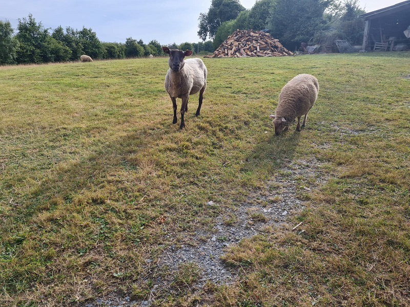 Chambre d'hôtes > La Petite Paumerie, Agneaux - photo 8