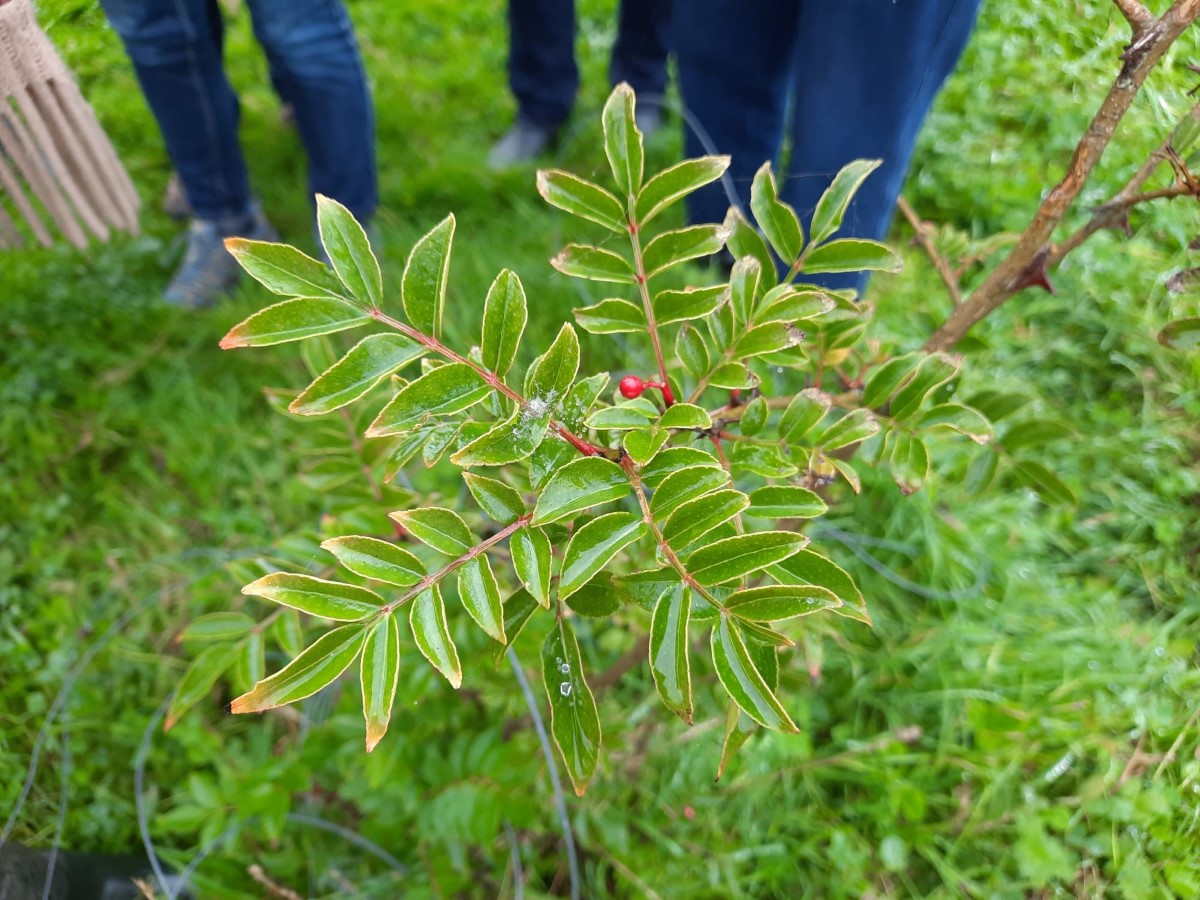 Plantation Petite Rivière