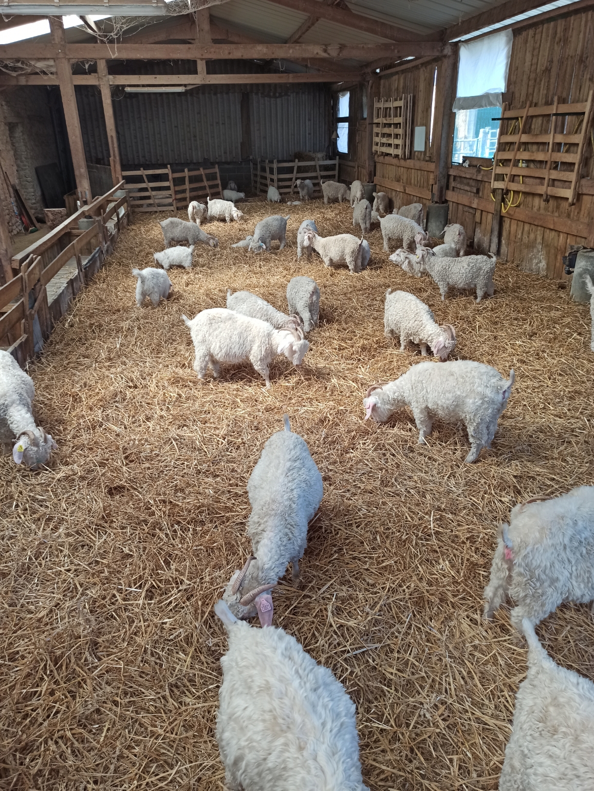 La Grange au Mohair, Bernesq - photo 7