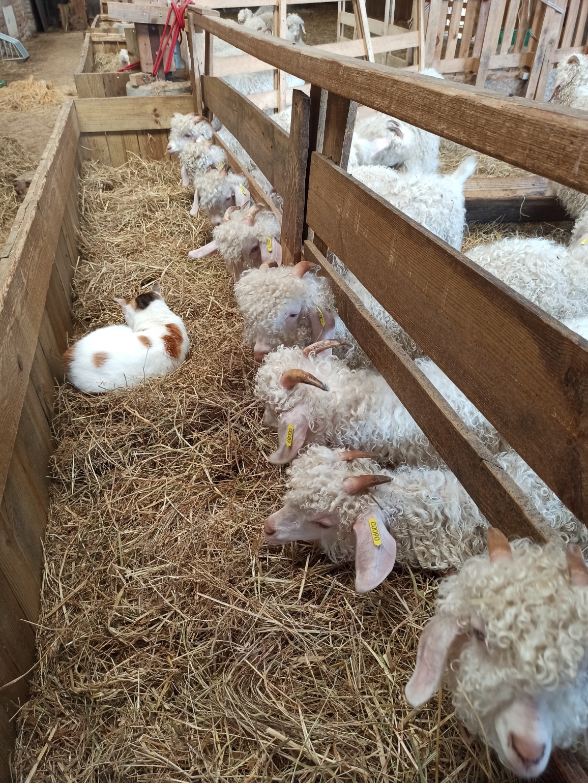 La Grange au Mohair, Bernesq - photo 10