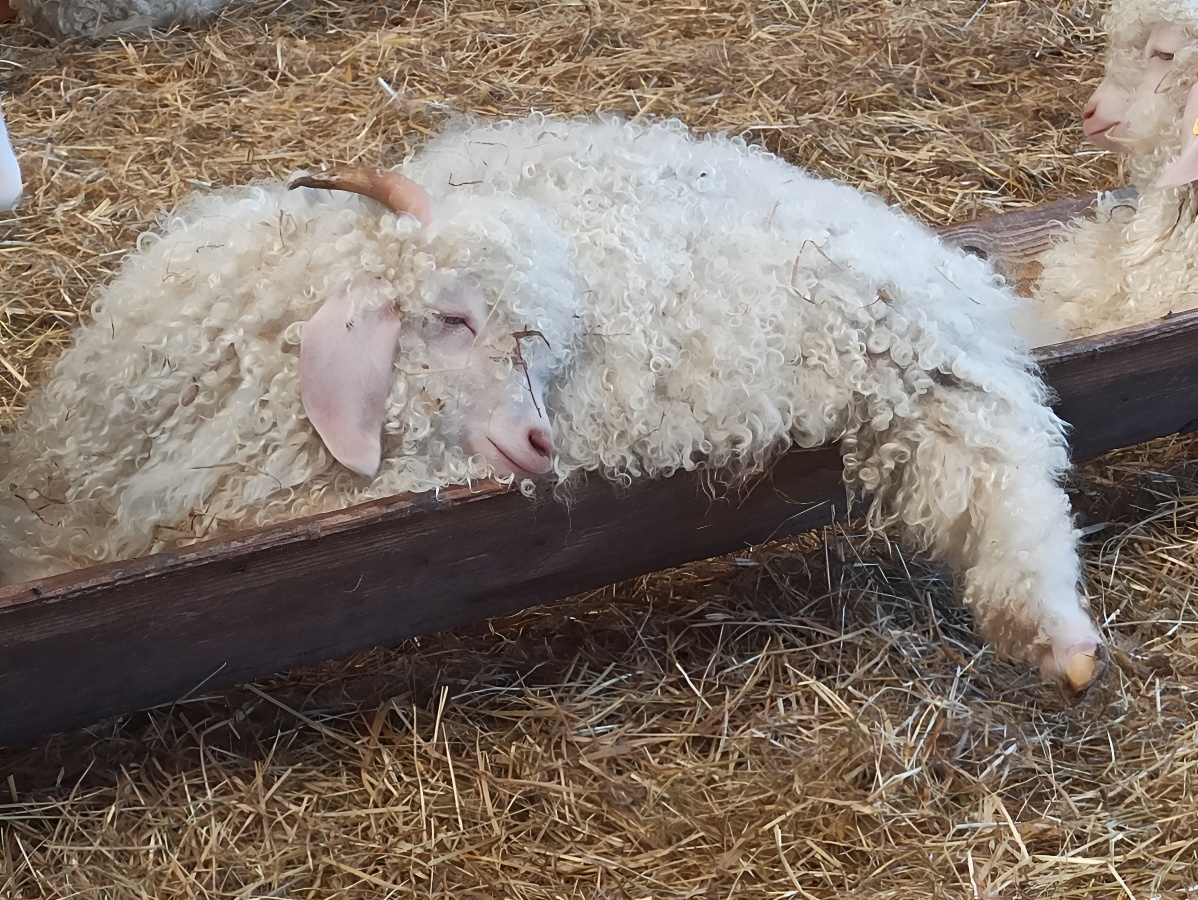 La Grange au Mohair, Bernesq - photo 2