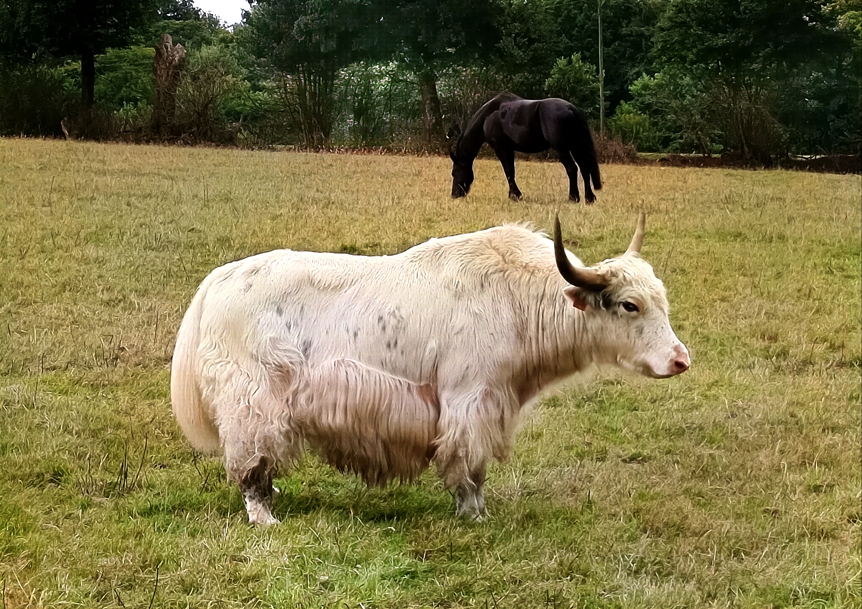 Le Parc du Yack Blanc, Les Monts d'Aunay