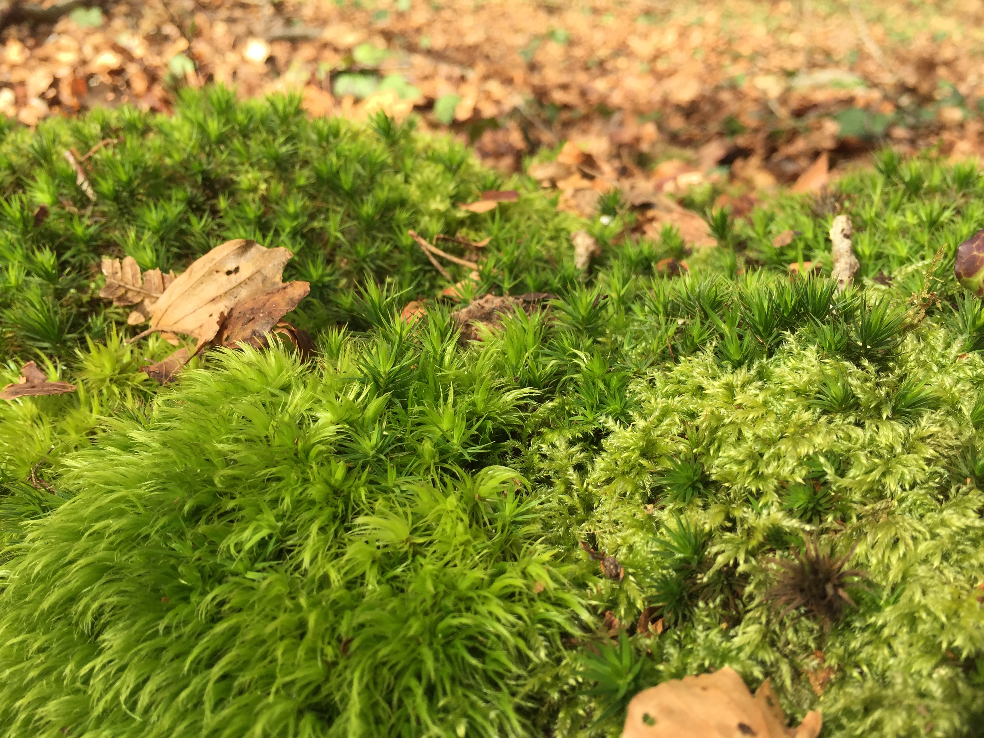 Balade : jeux d'hiver en forêt