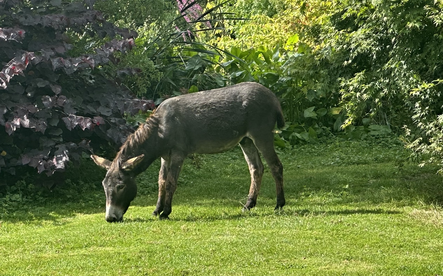 Le Parc du Yack Blanc, Les Monts d'Aunay - photo 3