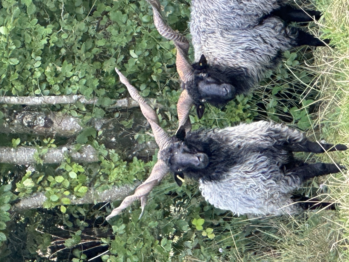 Le Parc du Yack Blanc, Les Monts d'Aunay - photo 9
