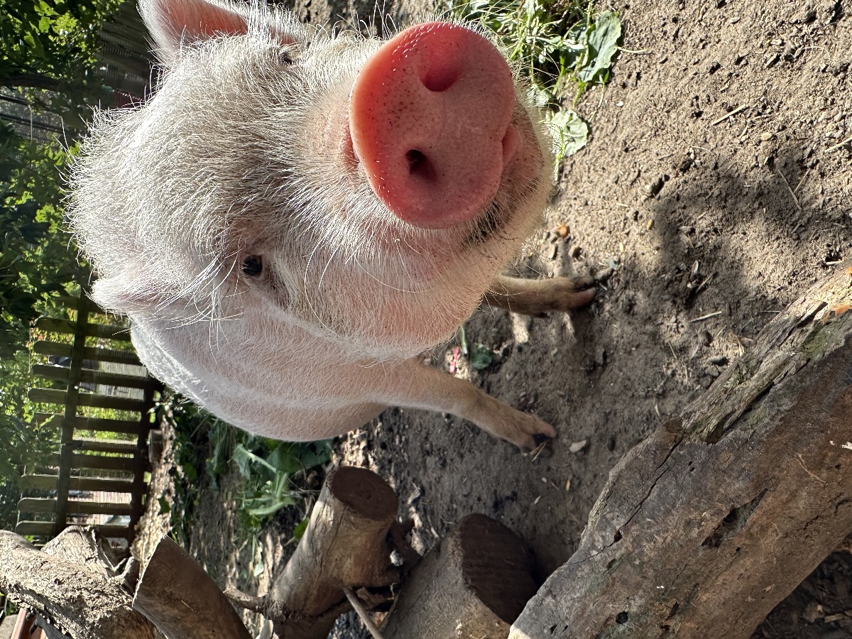 Le Parc du Yack Blanc, Les Monts d'Aunay - photo 10
