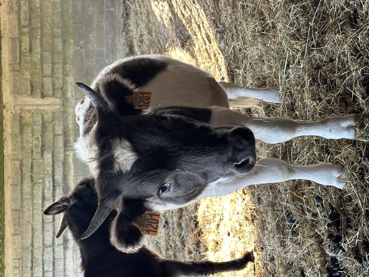 Le Parc du Yack Blanc, Les Monts d'Aunay - photo 8