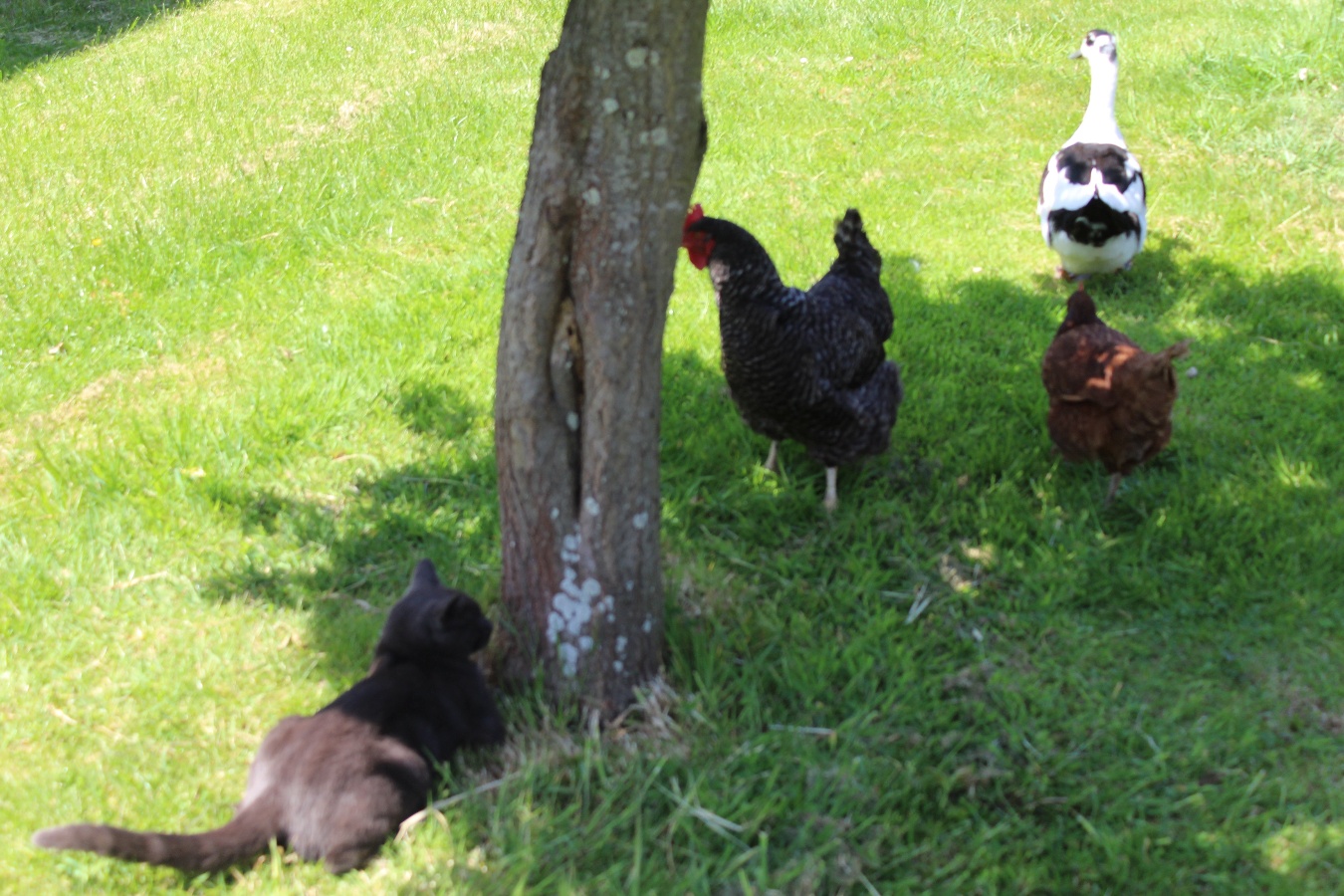 La Ferme aux chats, Formigny La Bataille - photo 6