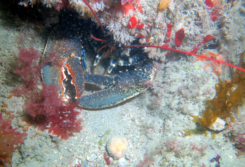 Club Subaquatique Hippocampe Granville-Chausey