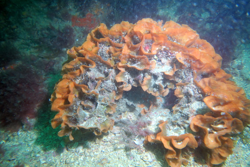 Club Subaquatique Hippocampe Granville-Chausey, Yquelon - photo 3