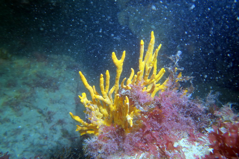 Club Subaquatique Hippocampe Granville-Chausey, Yquelon