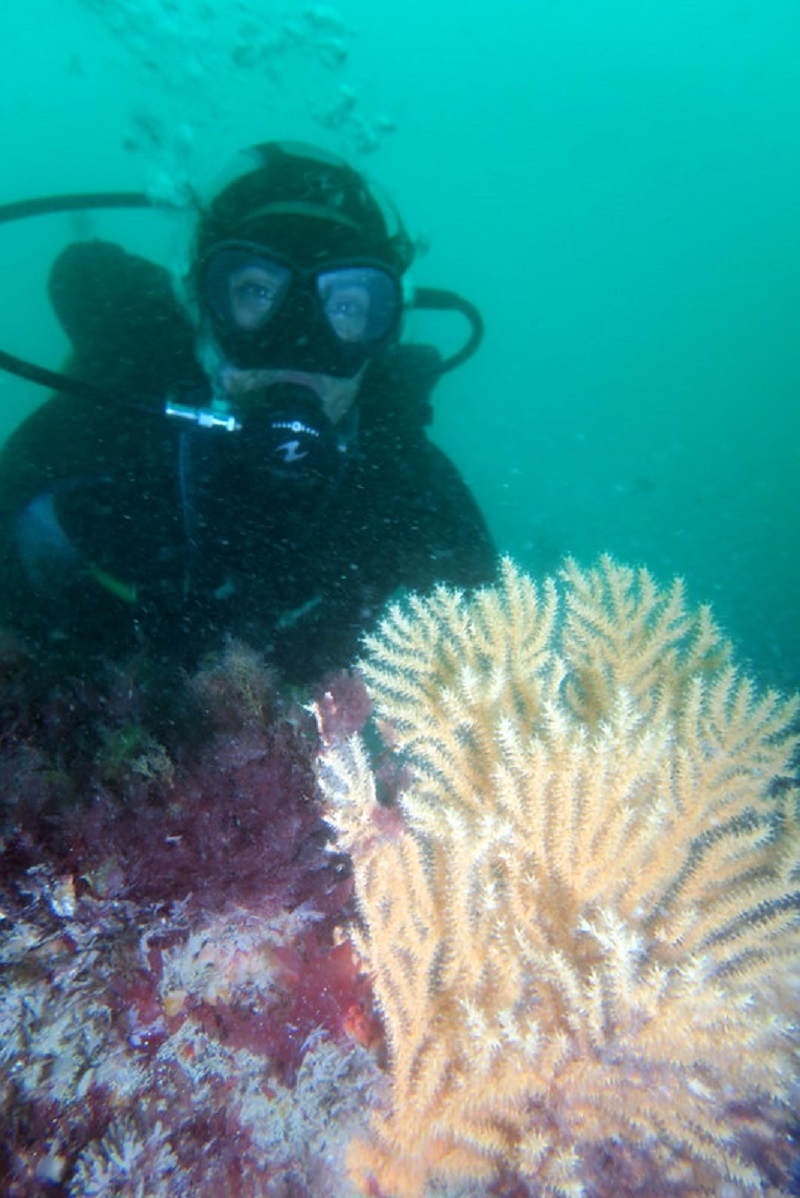 Club Subaquatique Hippocampe Granville-Chausey