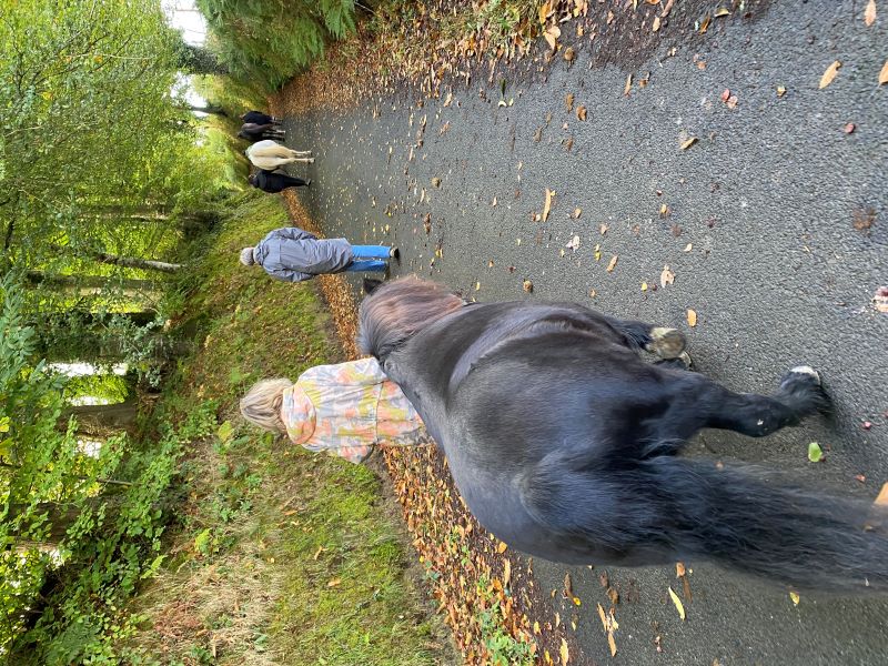 Association "Le cheval un guide vers l'équilibre et la liberté, La Lucerne-d'Outremer - photo 3