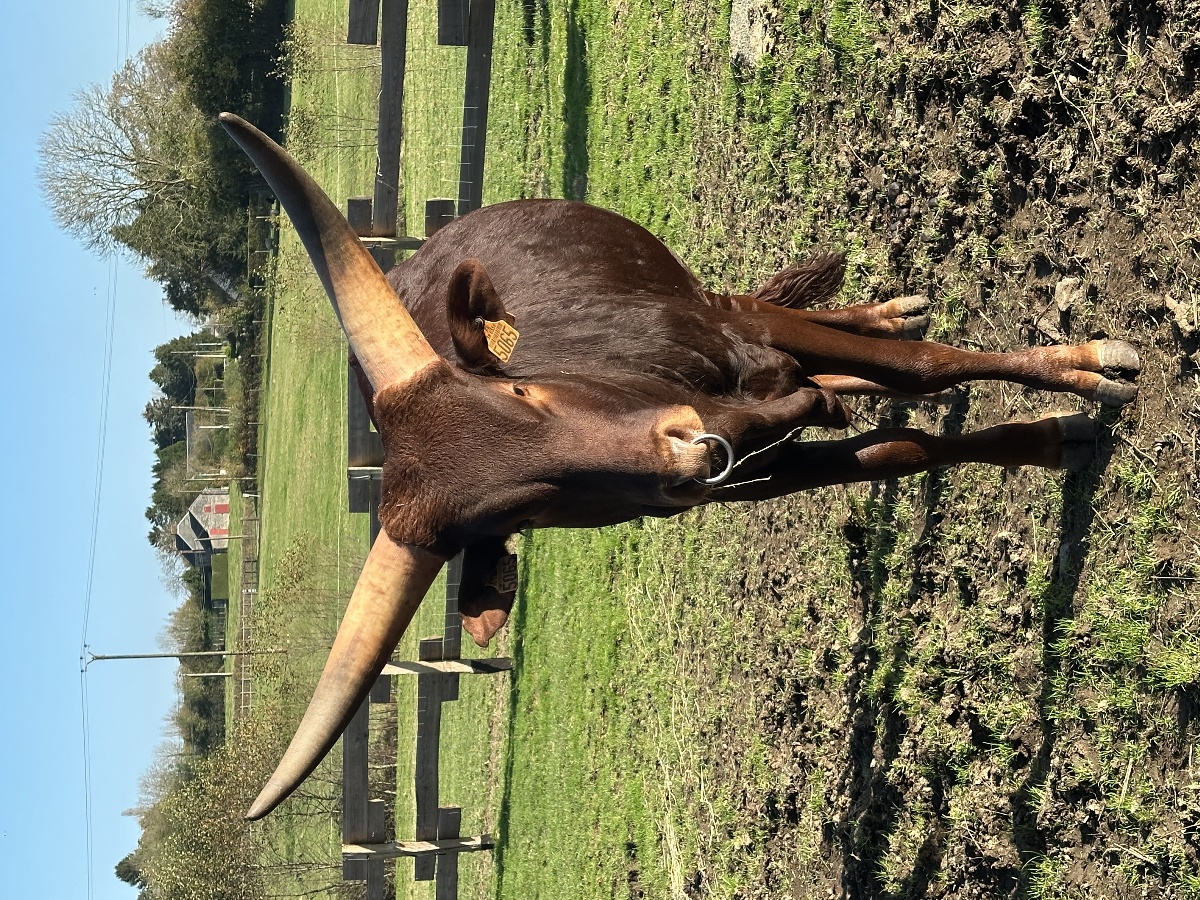 Le Parc du Yack Blanc, Les Monts d'Aunay - photo 6