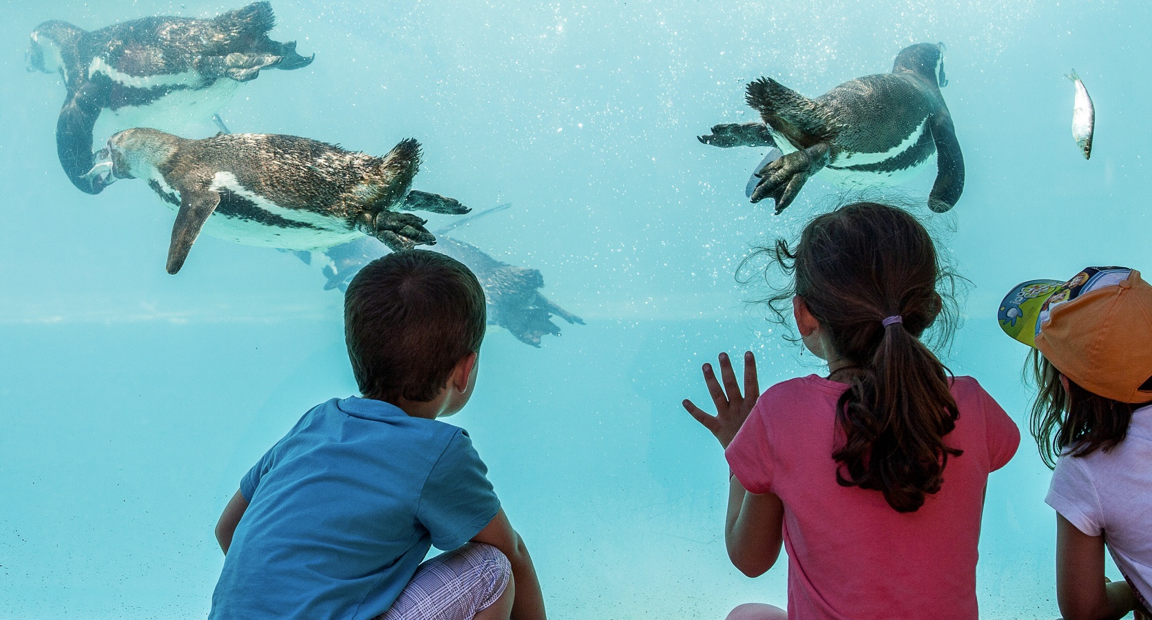 Zoo de Jurques, Dialan sur Chaîne - photo 3