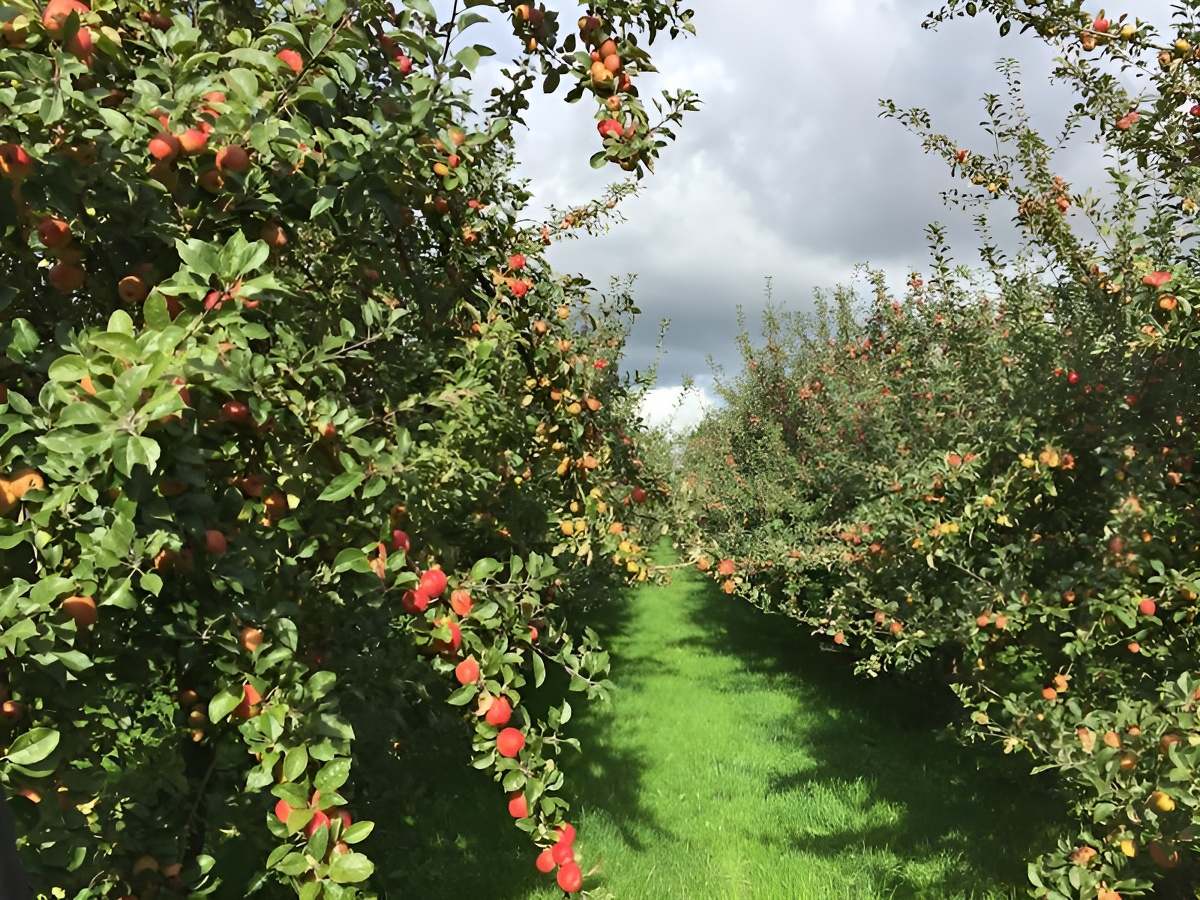 Ferme de La Bouillette
