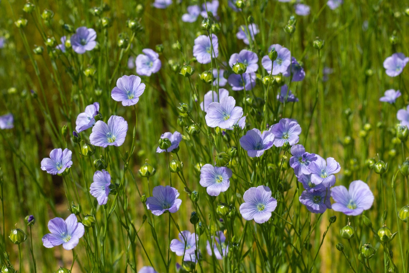Ferme Saint-Vaast – Fibre de lin, Le Castelet - photo 5