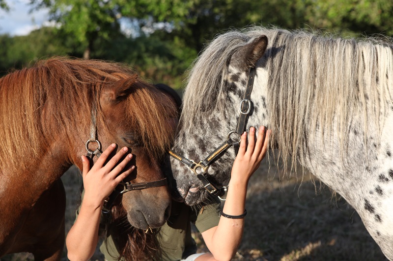 Victoire Equithérapie, Champeaux - photo 2
