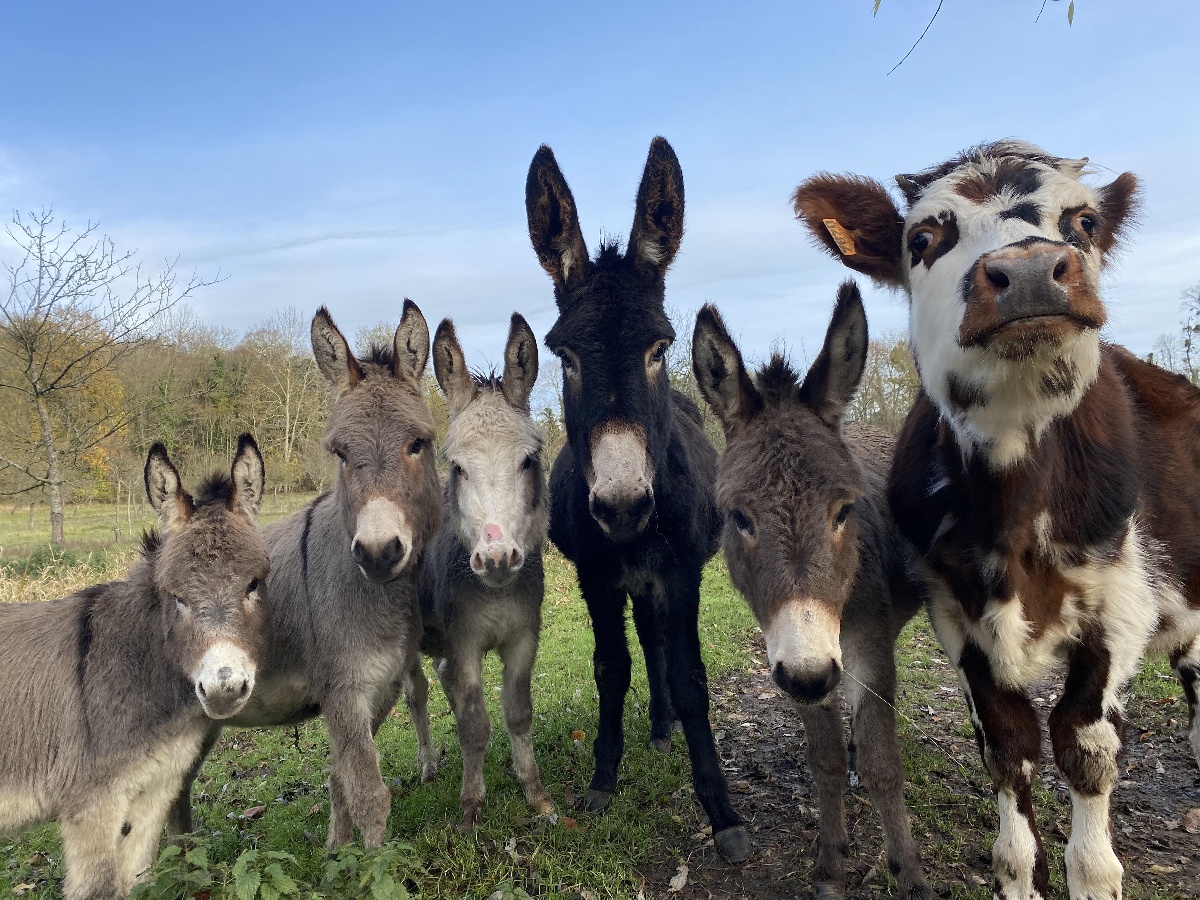 Ferme pédagogique de Ouézy, Ouézy - photo 15