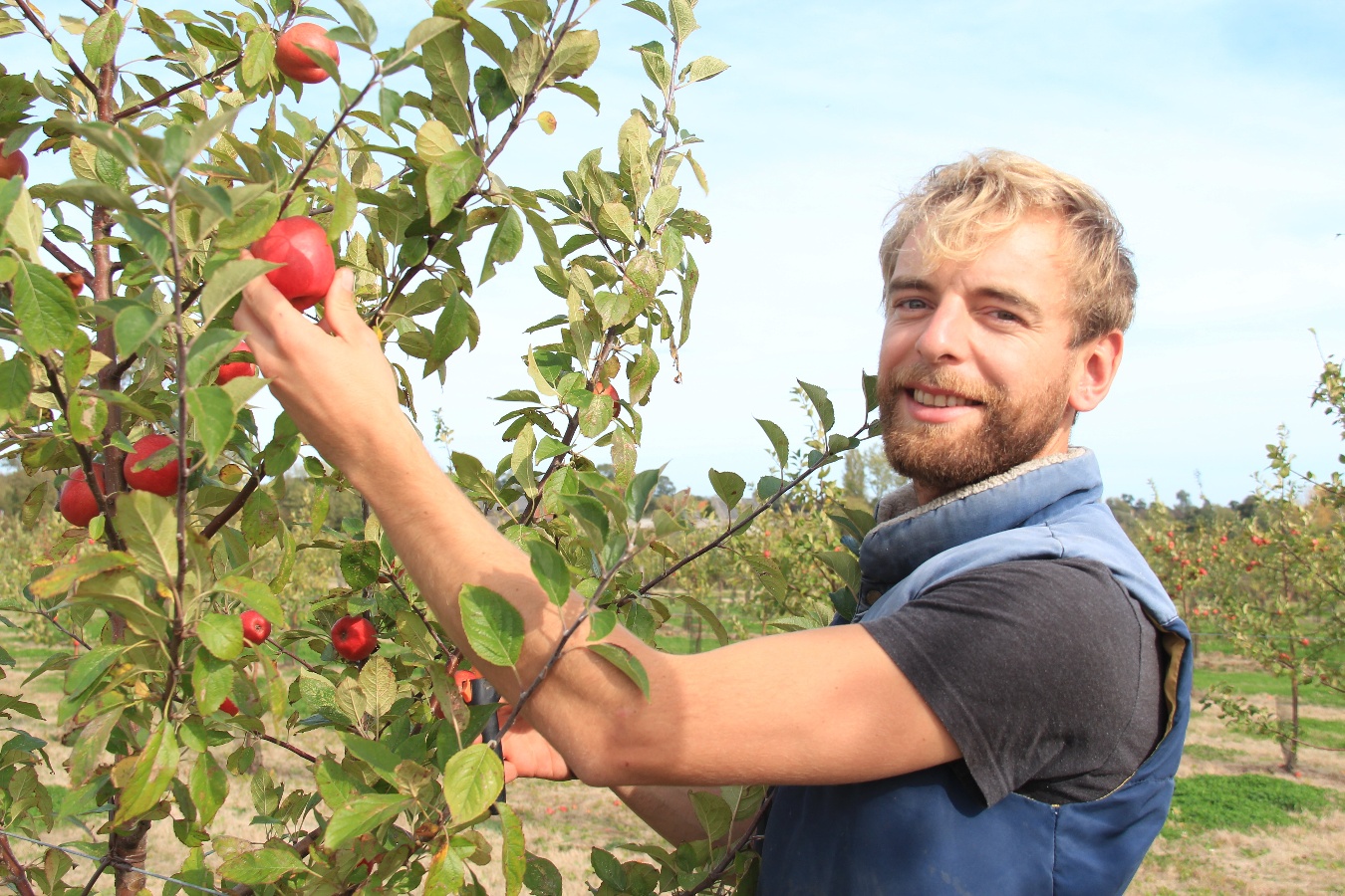 CIDRICCHUS - Le Cidre de Simon, Géfosse-Fontenay - photo 5