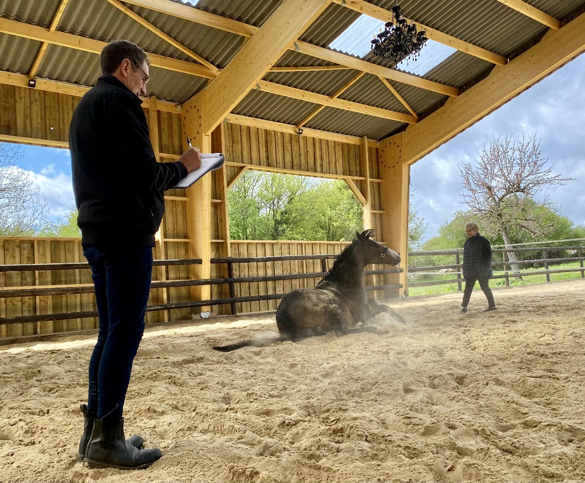Les Chevaux de la Martinière, Saint-Germain-de-Livet - photo 3