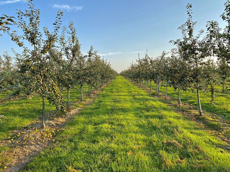 Domaine de la pommeraie