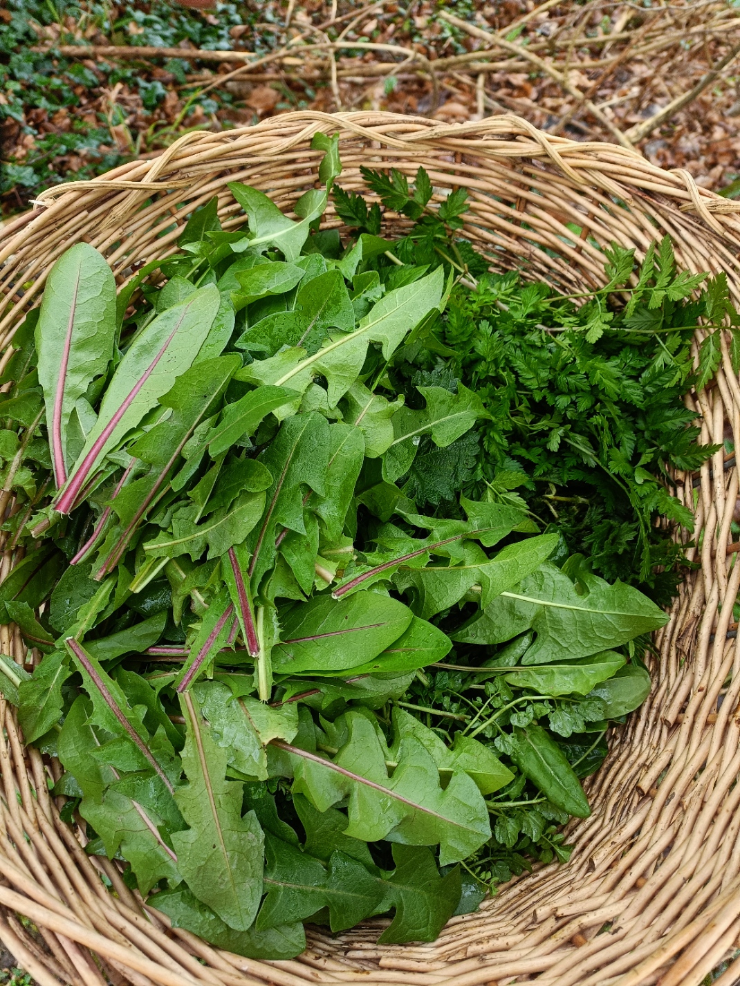 Balade découverte végétale et gourmande