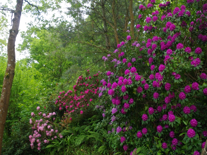 Jardin Le Pré du Moulin, Rampan - photo 8