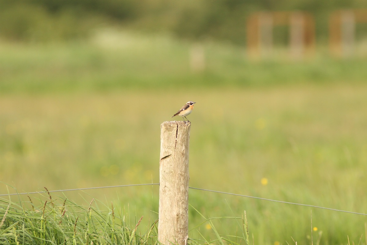 Initiation aux chants d'oiseaux du marais et des bois