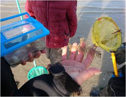 Balade découverte sur la plage d'Hermanville (comprend un atelier cerf volant)